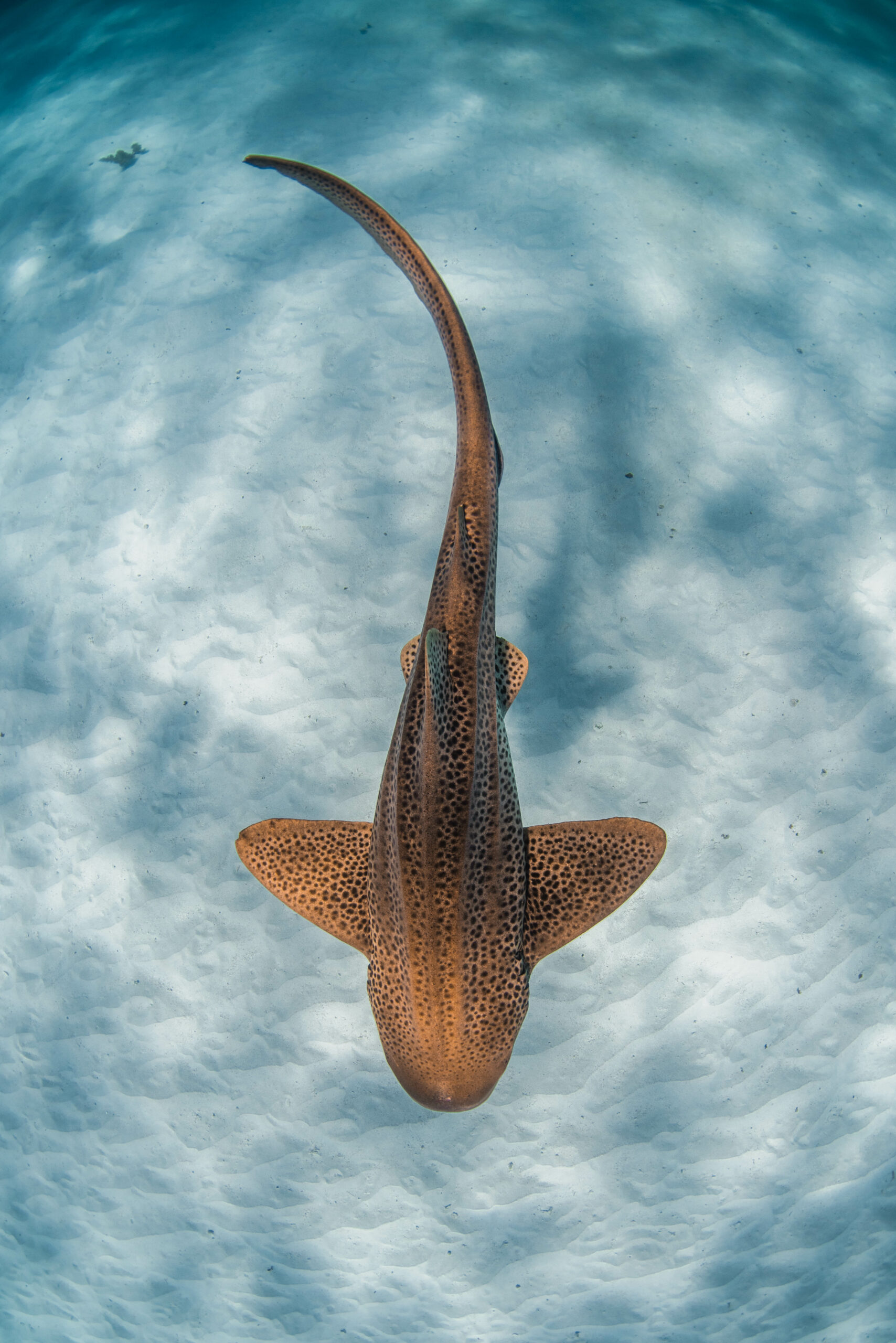 NINGALOO MARINE SAFARI