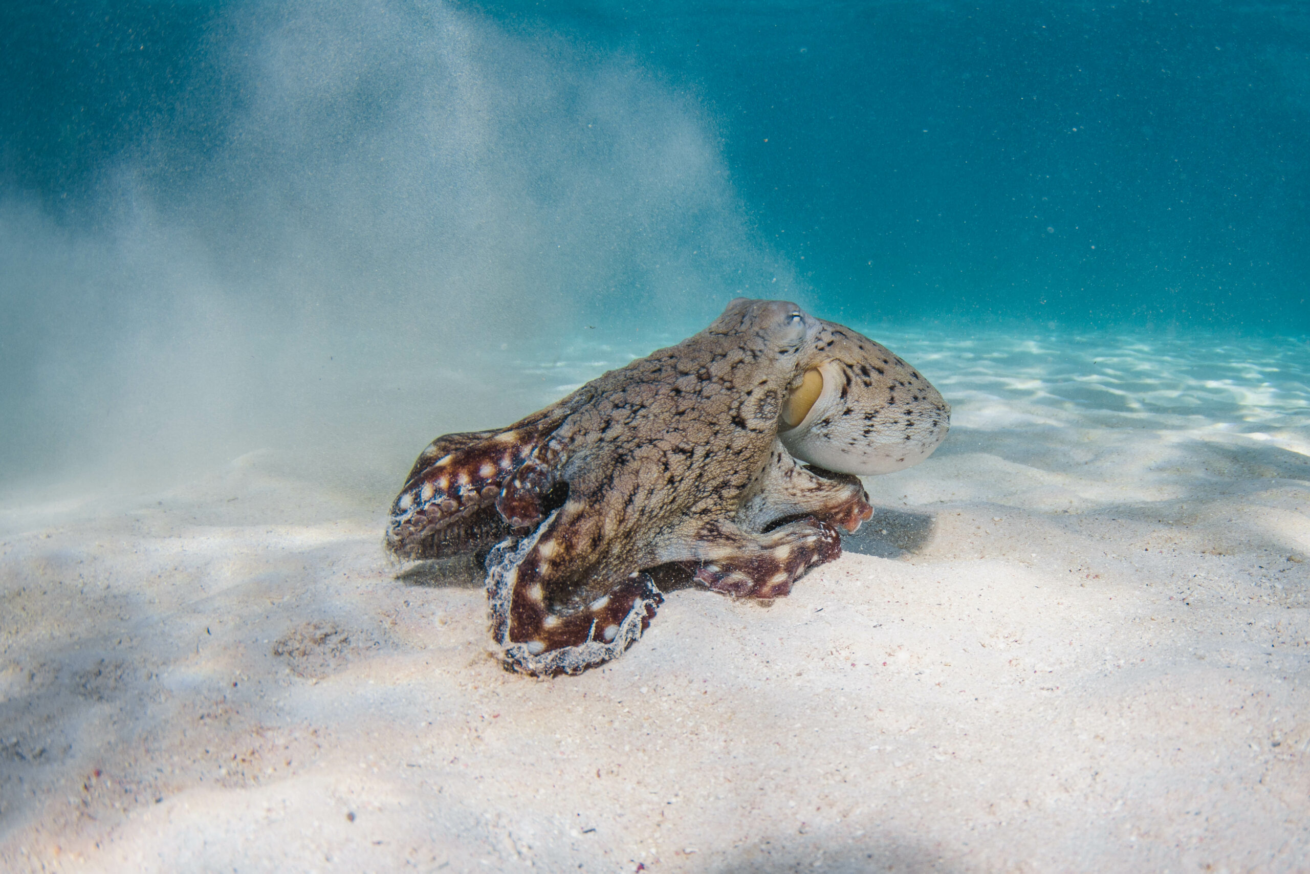 NINGALOO MARINE SAFARI