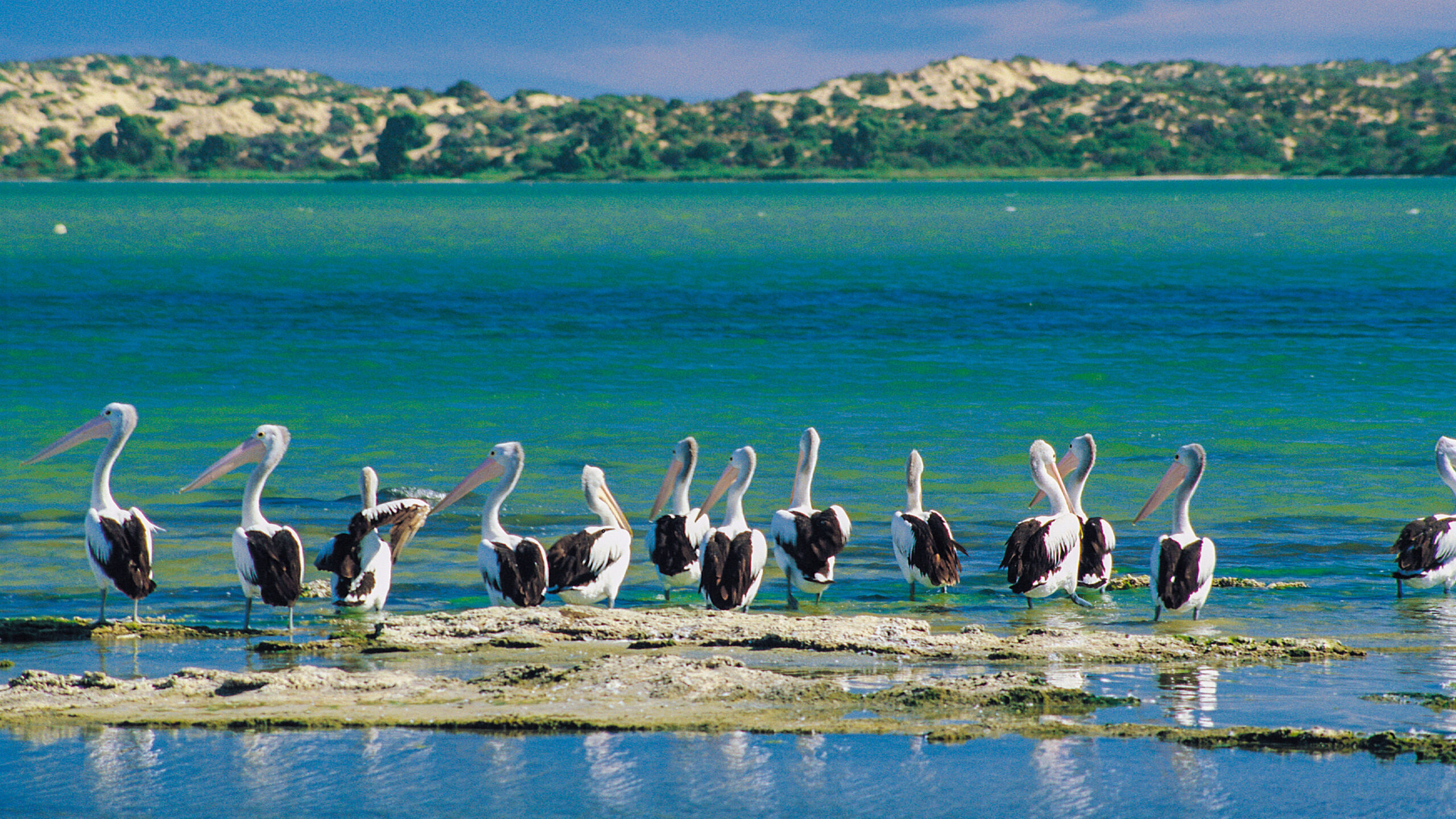 Half-Day Coorong Experience