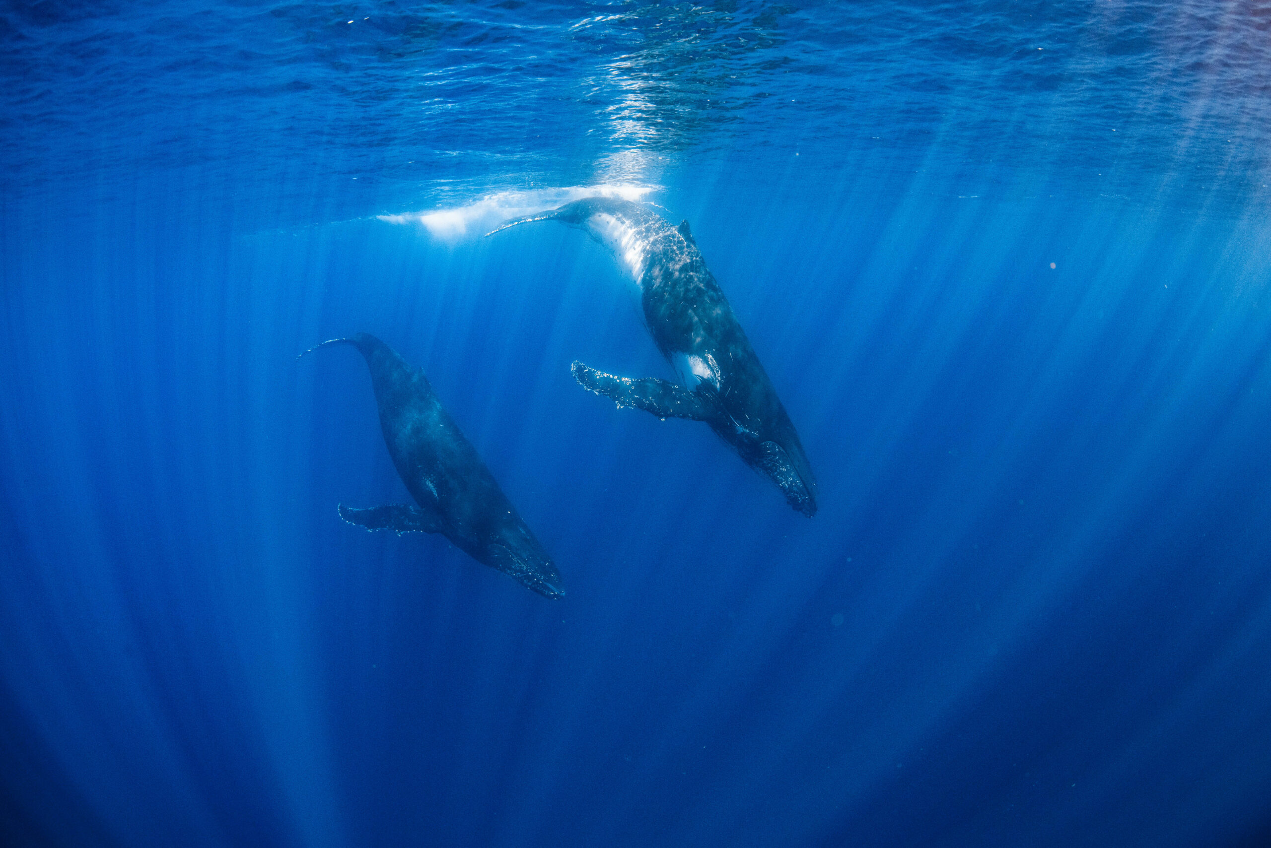 HUMPBACK WHALE ADVENTURE