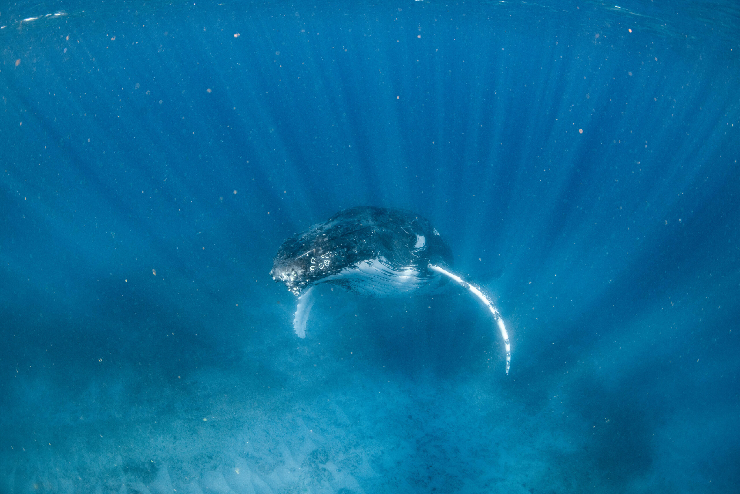 HUMPBACK WHALE ADVENTURE