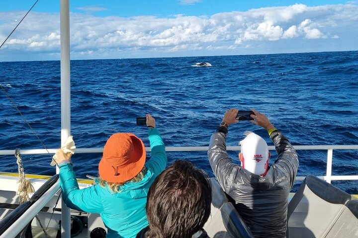 Whale Watching Sydney