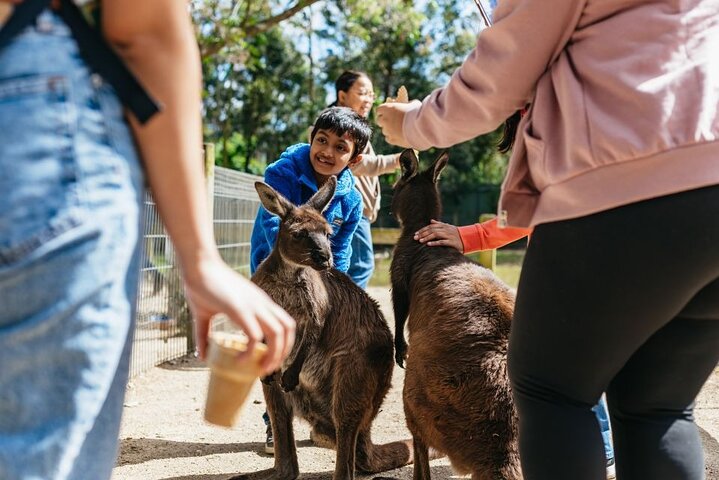 Blue mountains sydney day trip transfers inclusive