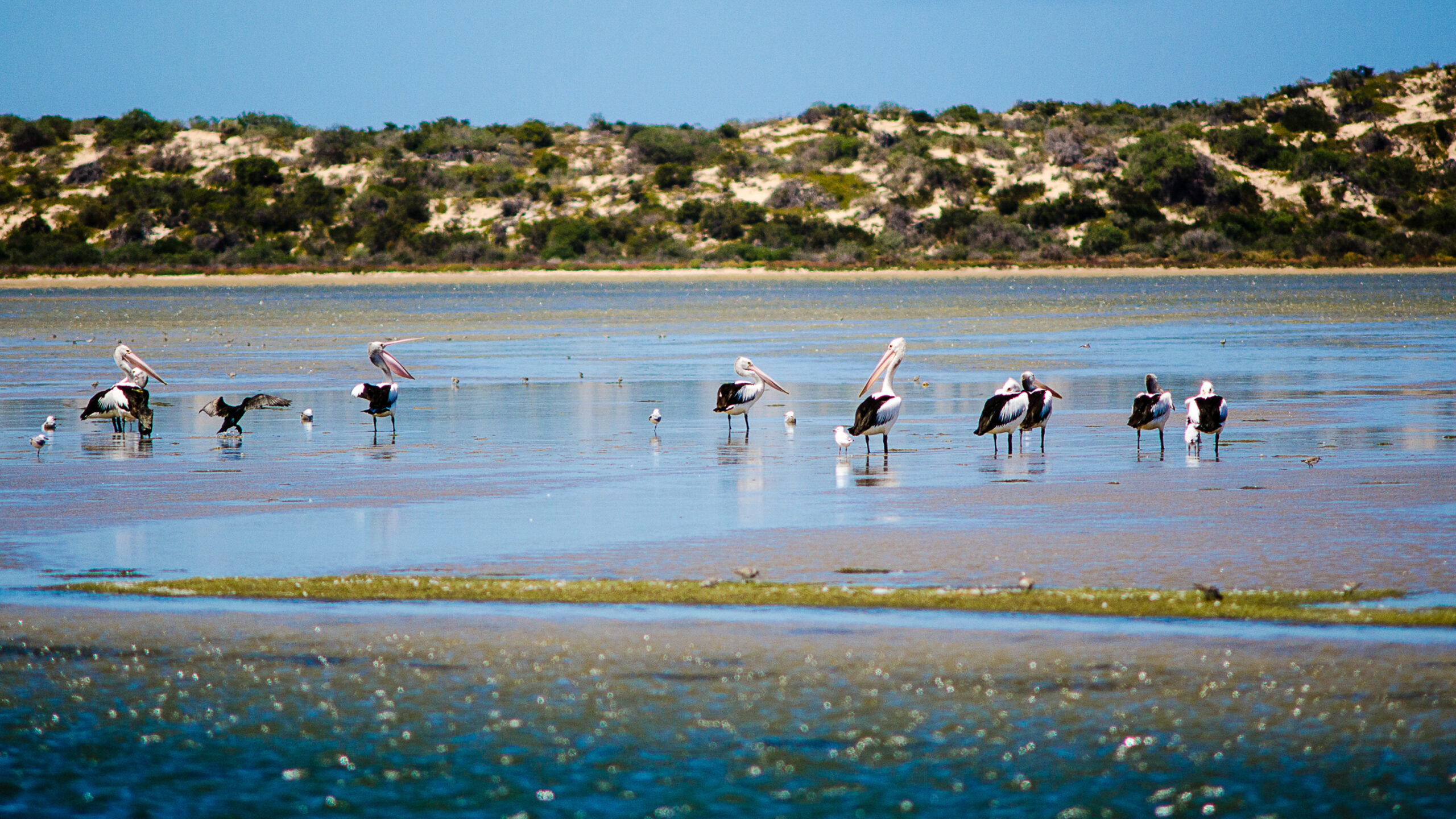 Murray Mouth Cruise