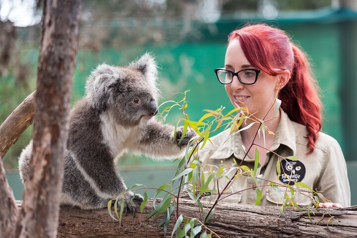 Melbourne Highlights and Aussie Wildlife Express Tour