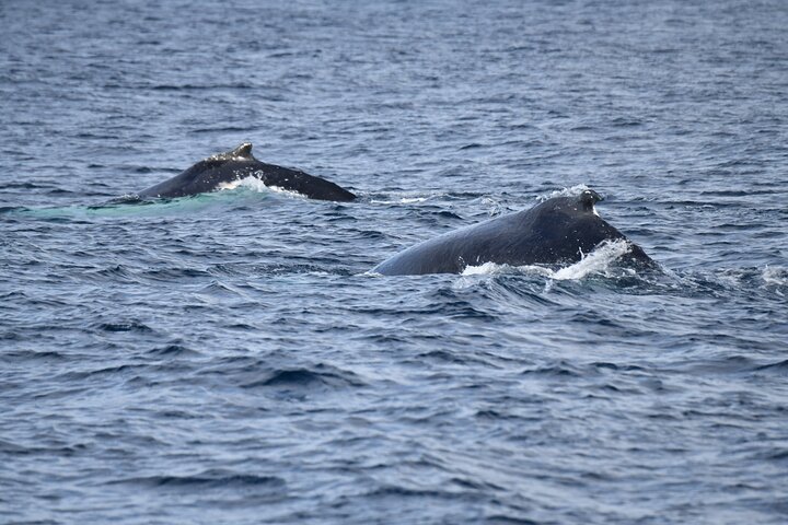 Whale Watching Sydney