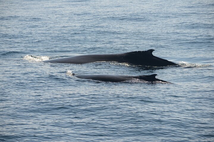 Whale Watching Sydney