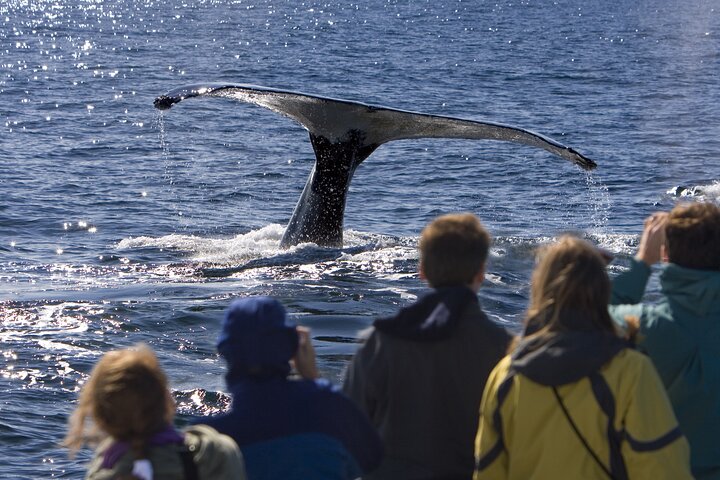 Whale Adventure Tour in Sydney