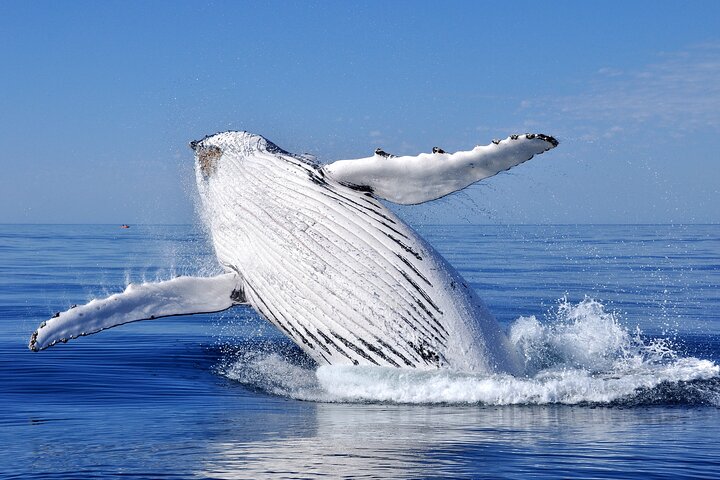 Whale Adventure Tour in Sydney