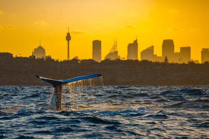 Whale Adventure Tour in Sydney