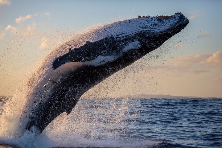 Whale Adventure Tour in Sydney