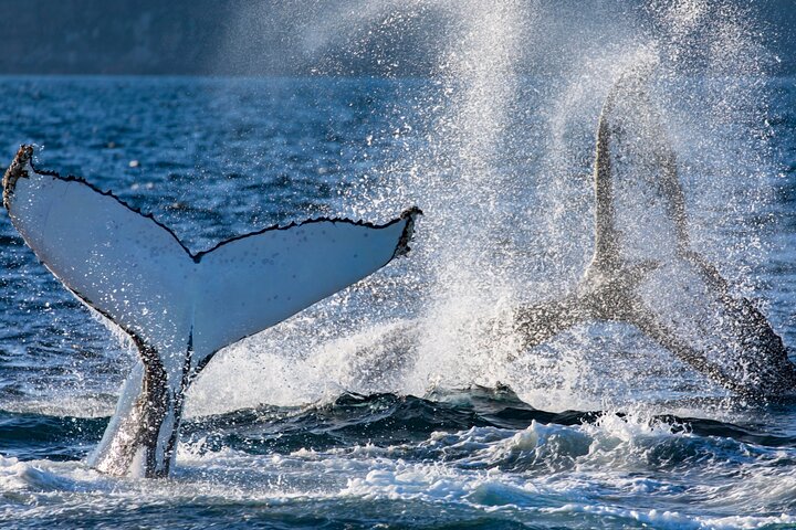 Whale Adventure Tour in Sydney