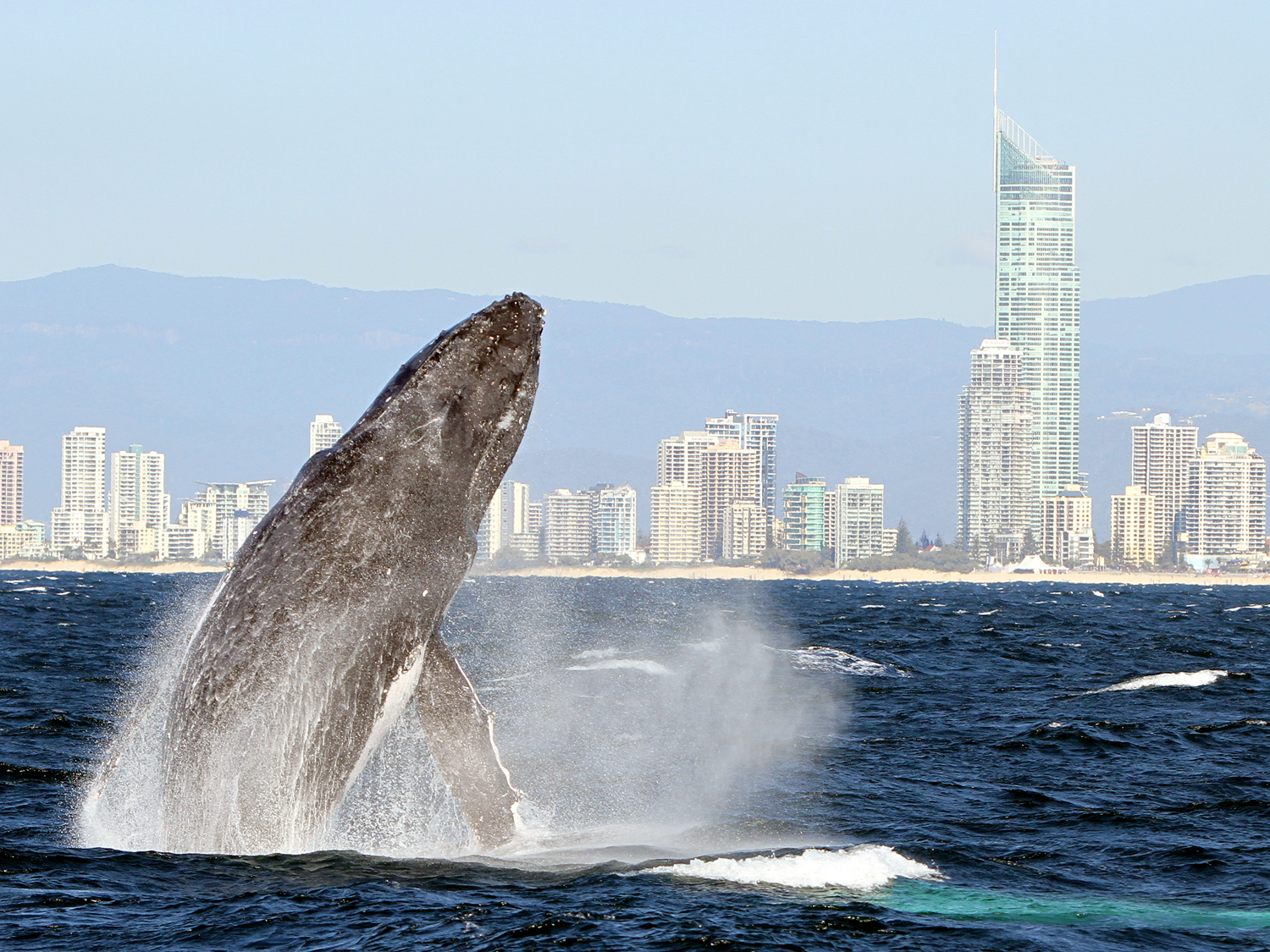 (AGENTS) Luxury Whale Watching Experience