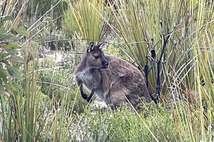 Flinders Chase Private Luxury Tour