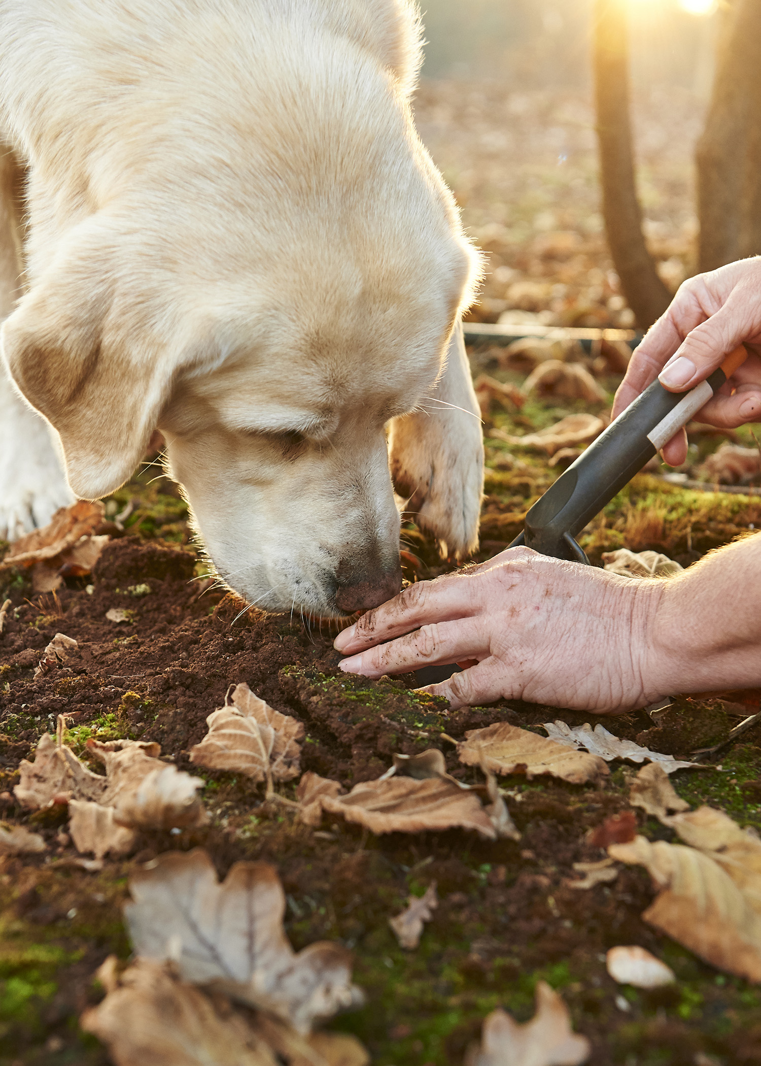 Truffle Hunt & Breakfast