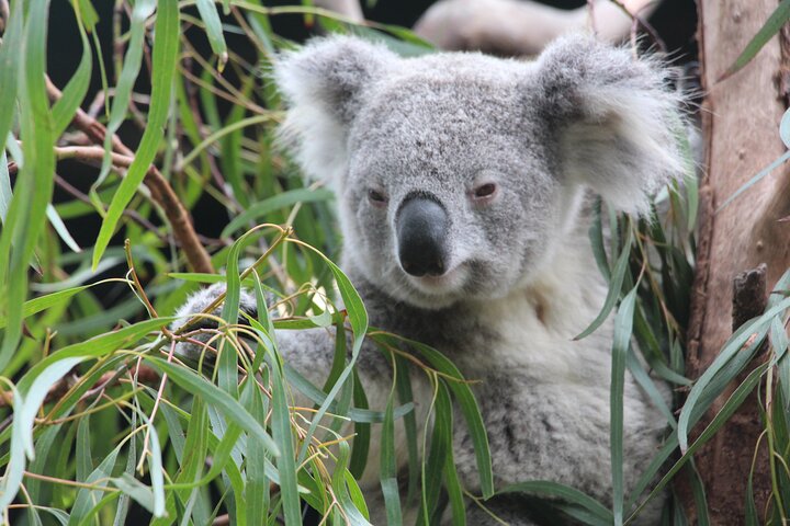 Sydney Wild Kangaroos and a Cruise: A Private Wildlife Adventure