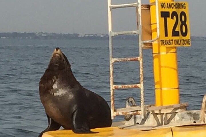 St Kilda Penguin Cruise on a Small Sporta Yacht VooDoo