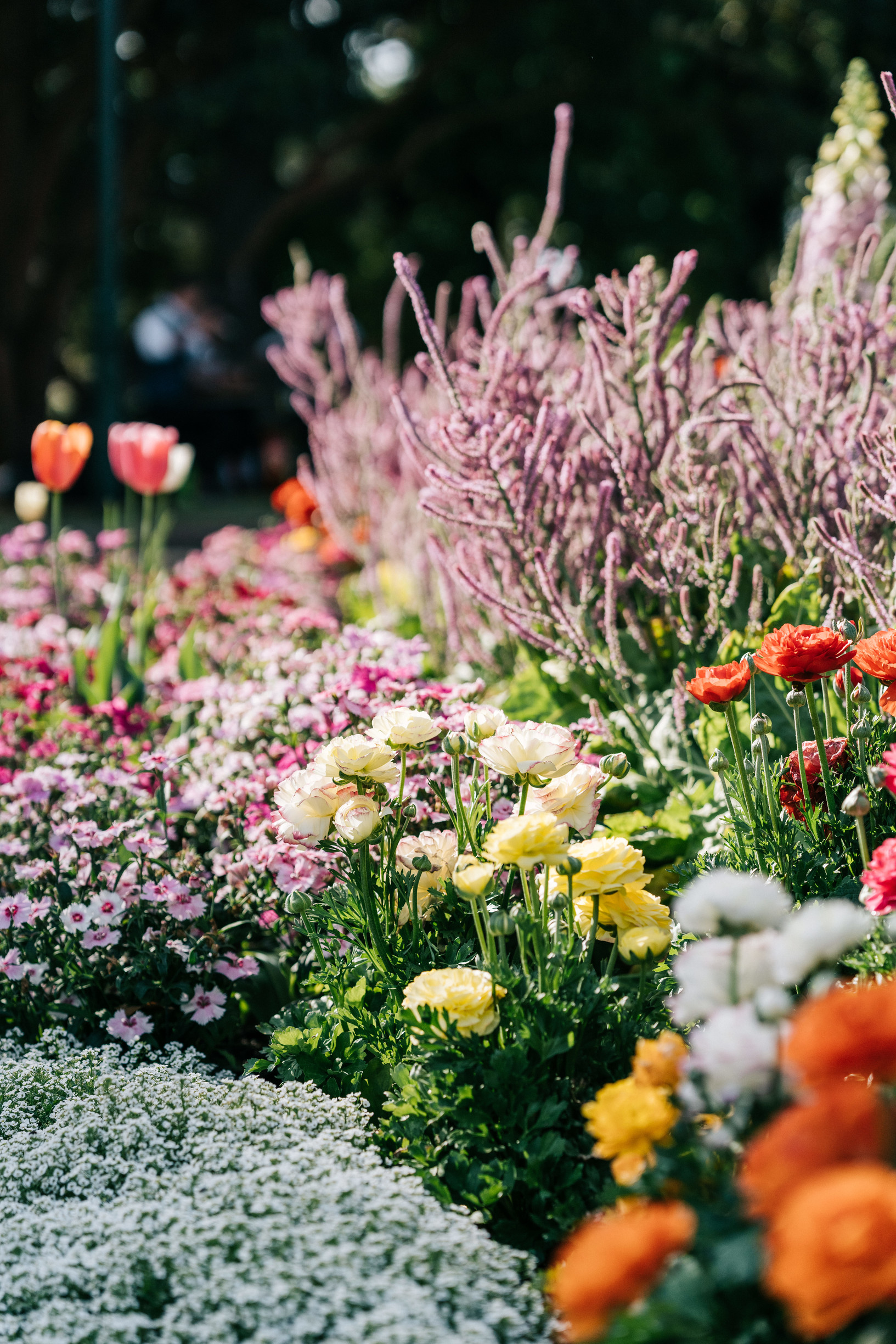 【NEW】Toowoomba Carnival of Flowers - Stunning Gardens and Colorful Displays!