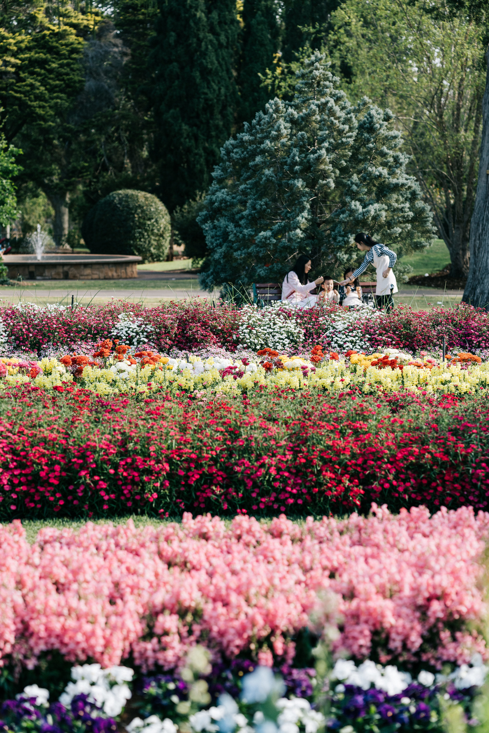 【NEW】Toowoomba Carnival of Flowers - Stunning Gardens and Colorful Displays!