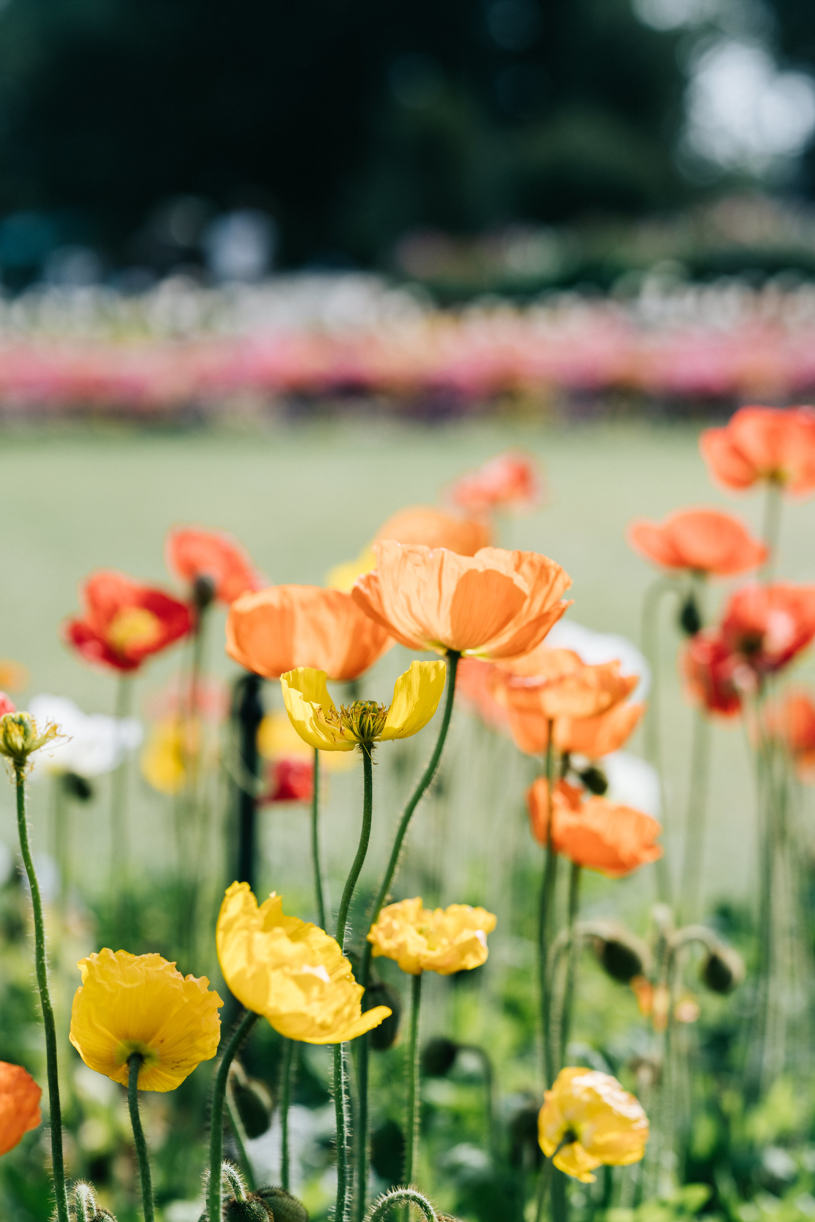 【NEW】Toowoomba Carnival of Flowers - Stunning Gardens and Colorful Displays!