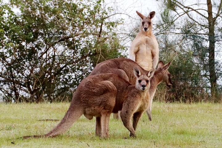 Wild Kangaroos, Blue Mountains and a Cruise