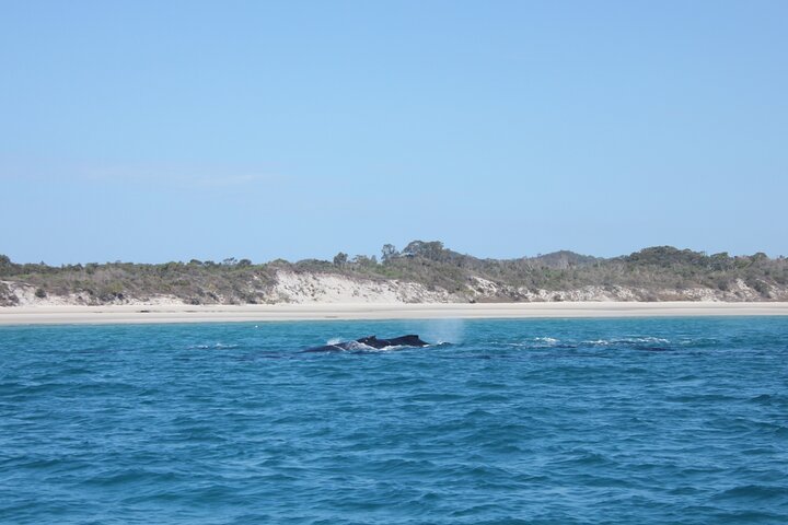 Half-Day K'gari Island Cruise Tour with Whale Search and Lunch