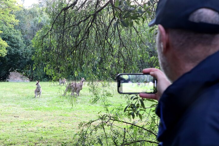 Wild Kangaroos, Blue Mountains and a Cruise