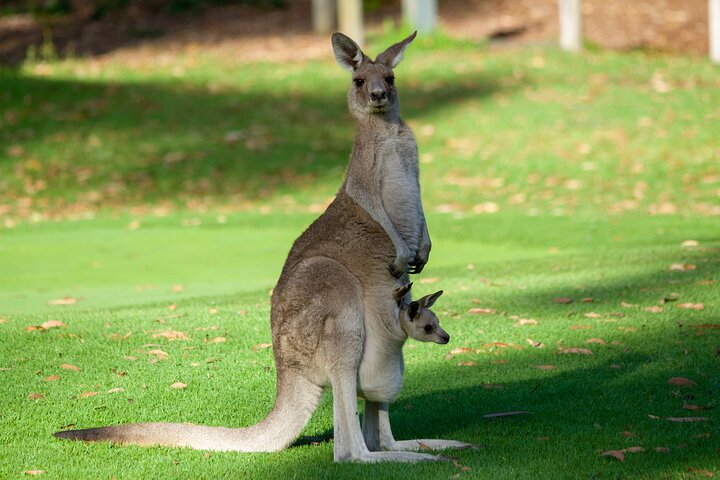 Sydney Wild Kangaroos and a Cruise: A Private Wildlife Adventure