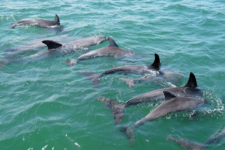 Guided Dolphin Eco-Cruise in Koombana Bay