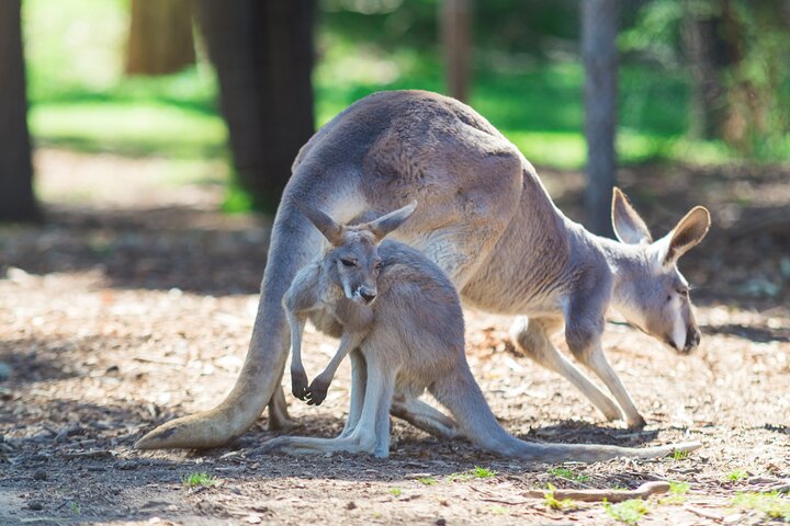 Sydney Wild Kangaroos and a Cruise: A Private Wildlife Adventure