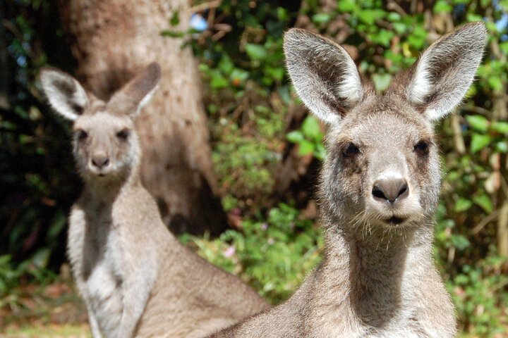 Sydney Wild Kangaroos and a Cruise: A Private Wildlife Adventure