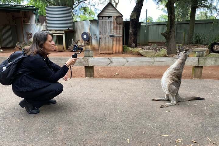 Sydney Wild Kangaroos and a Cruise: A Private Wildlife Adventure