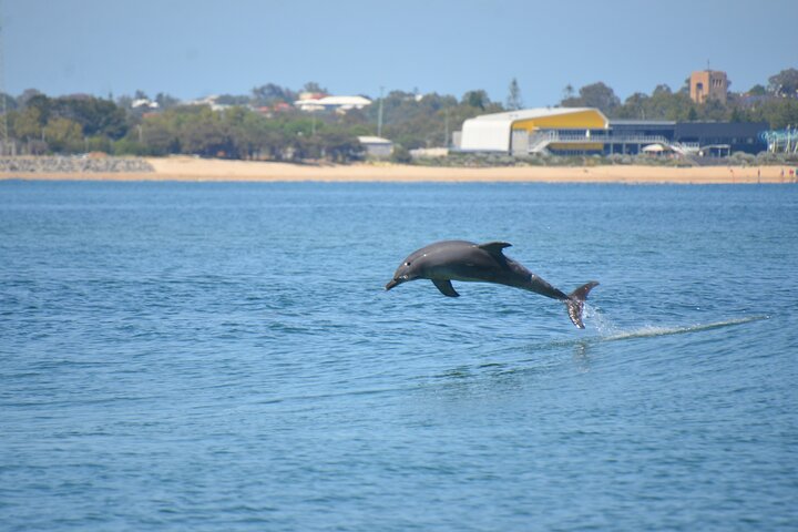Guided Dolphin Eco-Cruise in Koombana Bay