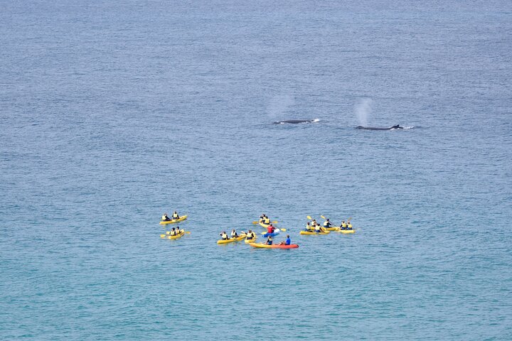 Noosa Whale Watching with Ocean Kayaking and Beach 4X4 Tour