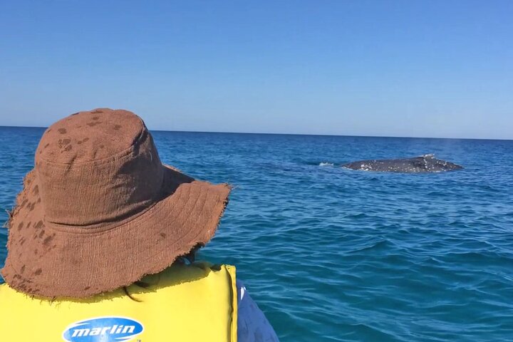 Noosa Whale Watching with Ocean Kayaking and Beach 4X4 Tour