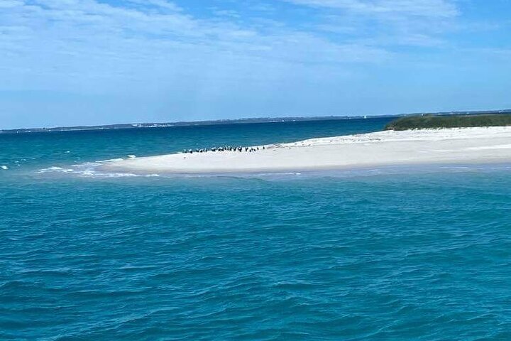 Half-Day K'gari Island Cruise Tour with Whale Search and Lunch