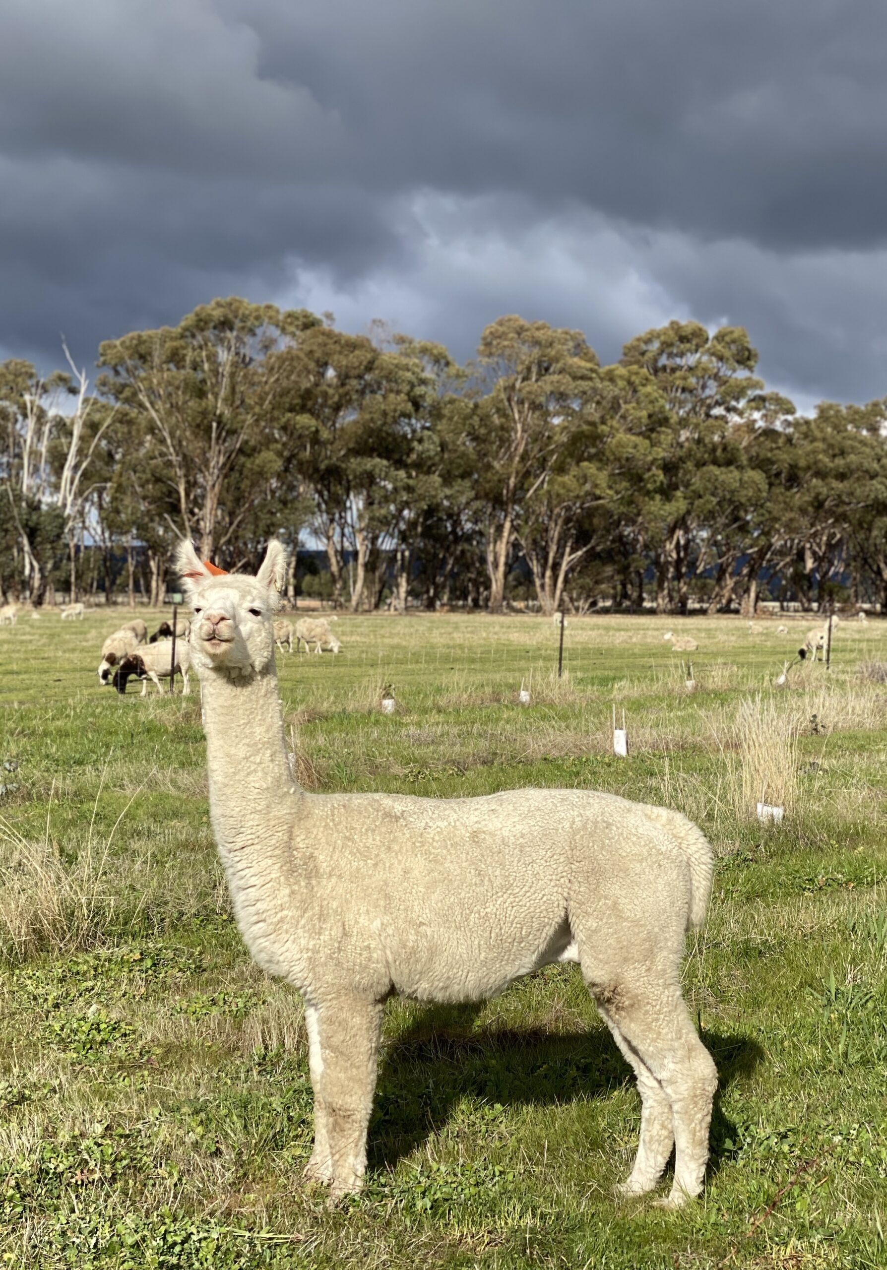 Alpaca Meet & Greet