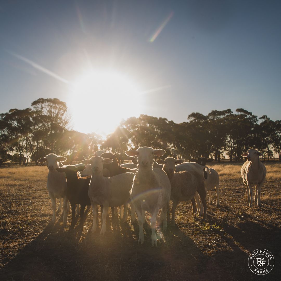 Country Farm Experience