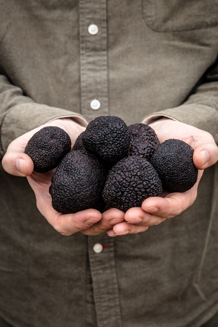 Truffle Hunt Experience