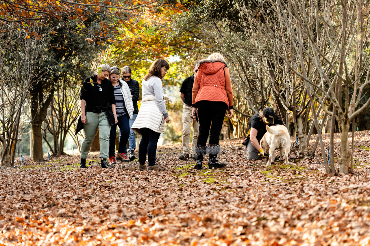 Truffle Hunt Experience