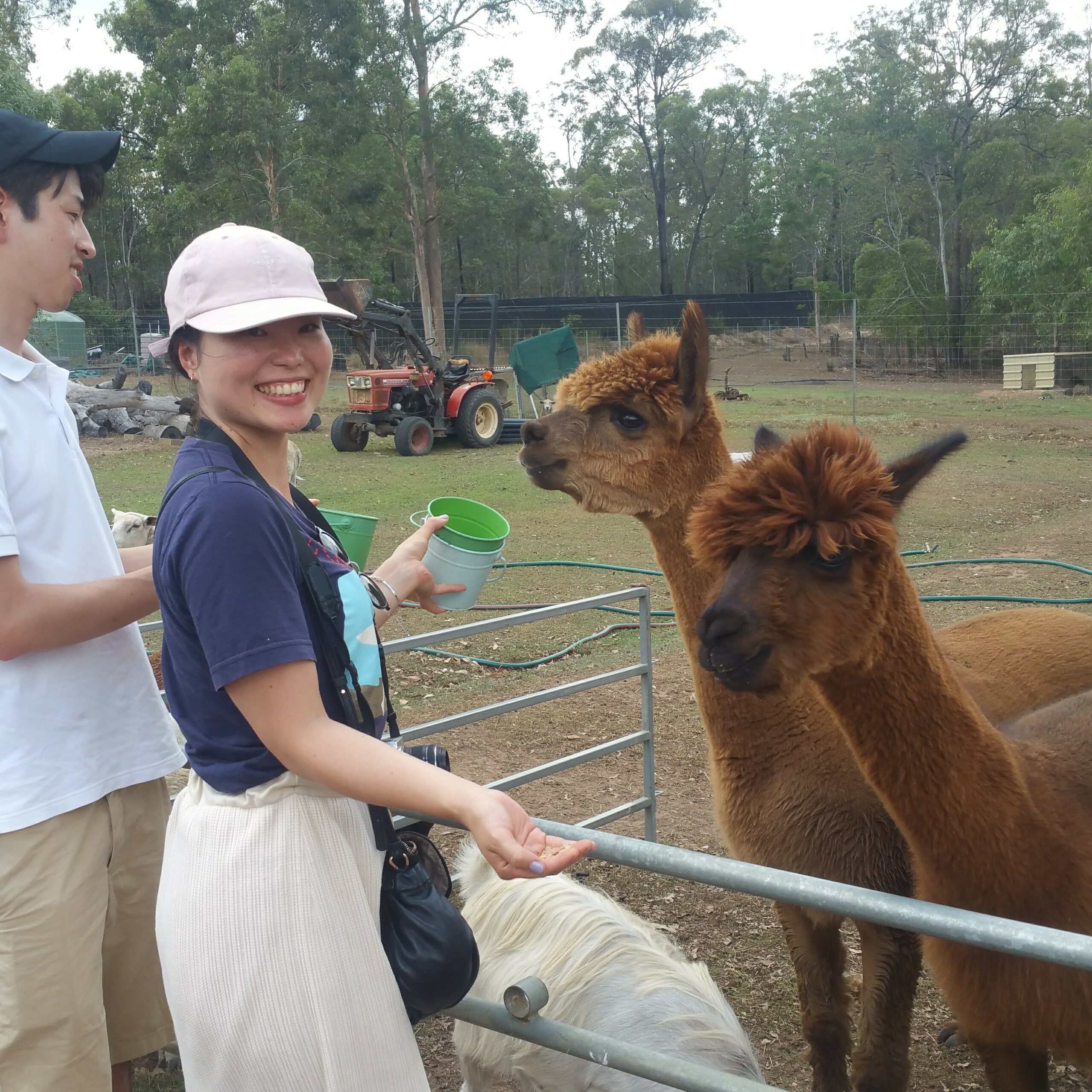 Half Day Alpacas Farm Tour