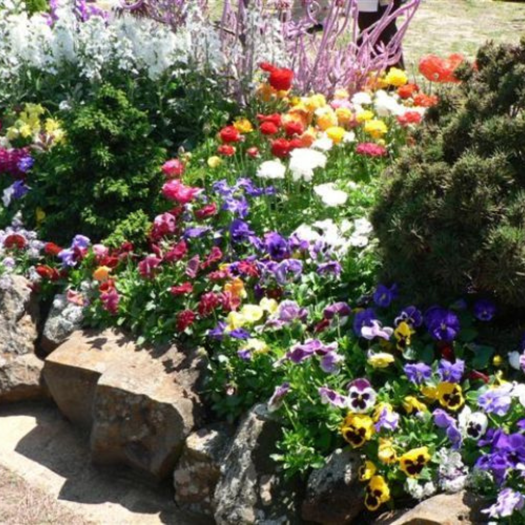 【13 Sept – 7 Oct】Toowoomba Carnival of Flowers Day Tour