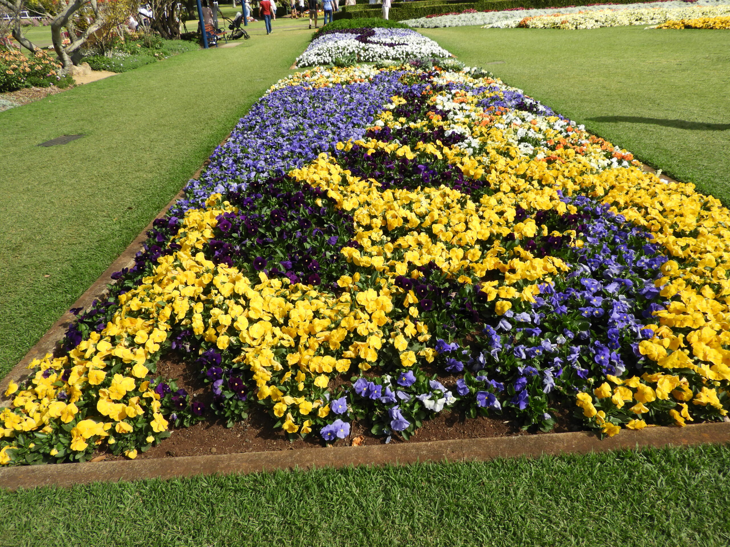 【13 Sept - 7 Oct】Toowoomba Carnival of Flowers Day Tour