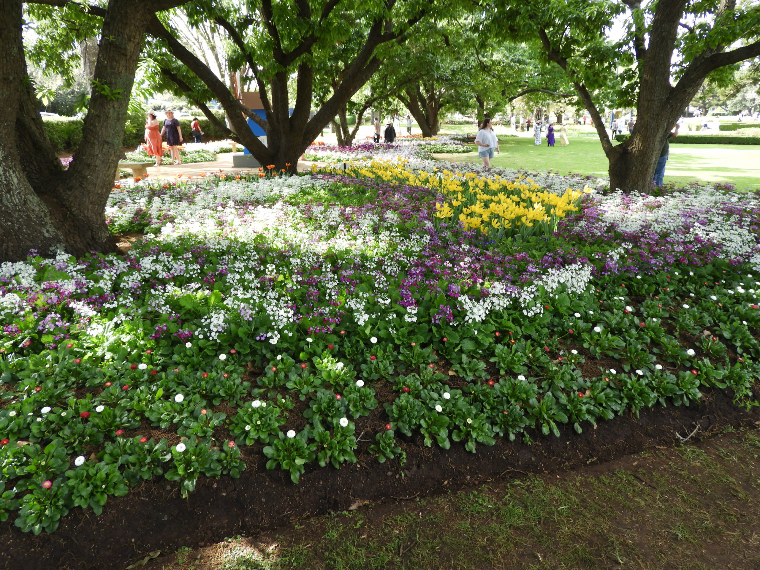 【13 Sept - 7 Oct】Toowoomba Carnival of Flowers Day Tour