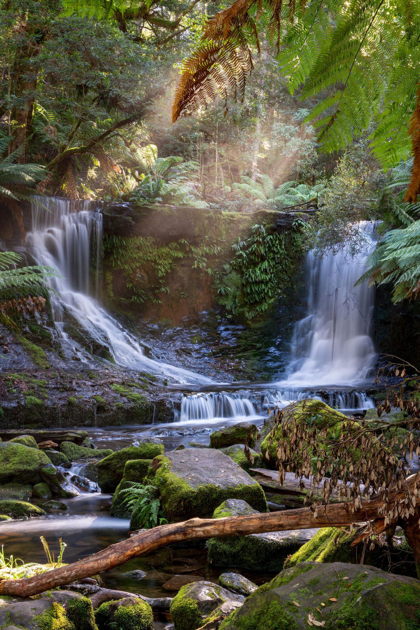 Mount Field to MONA Day Tour