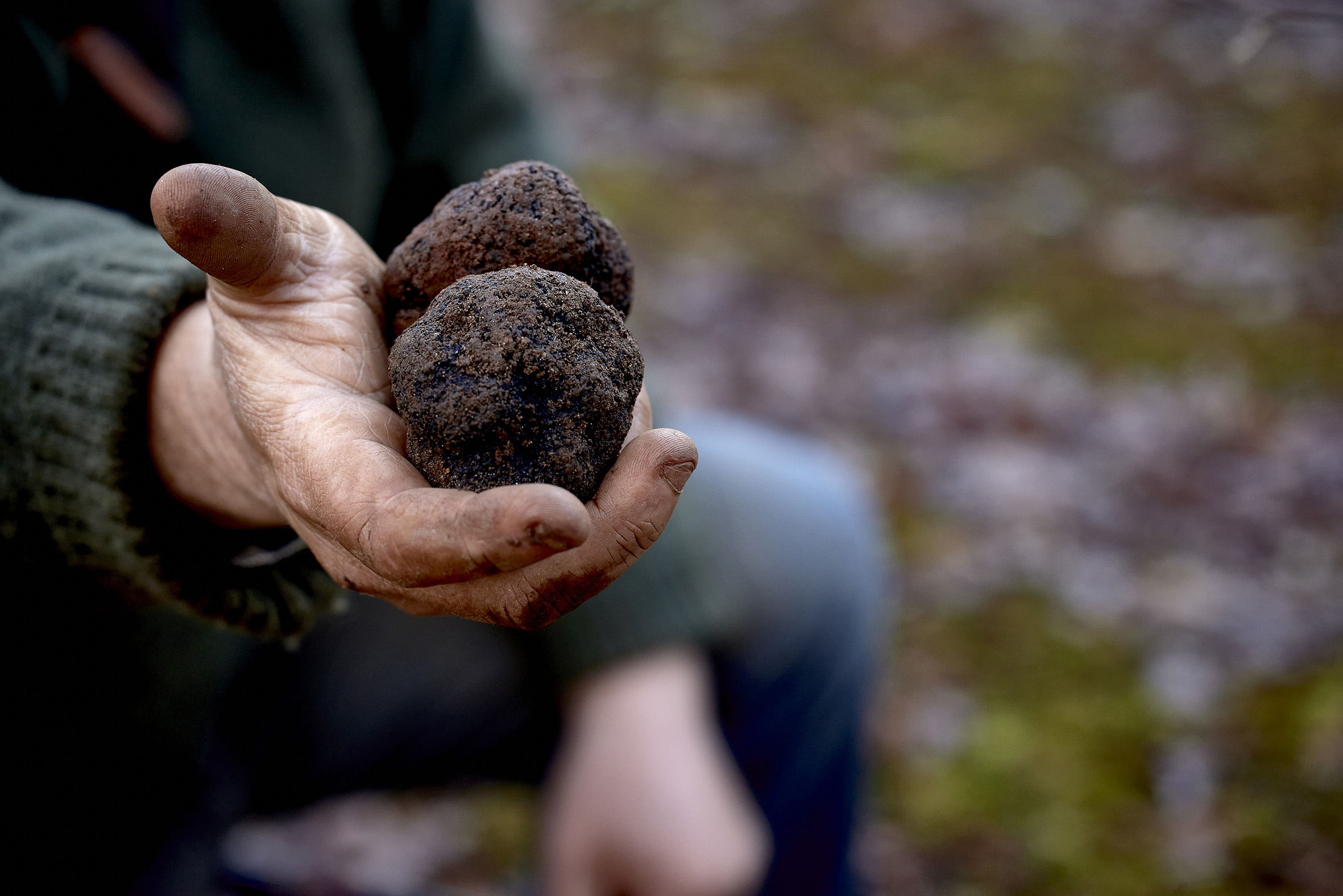 Truffle Hunt Experience