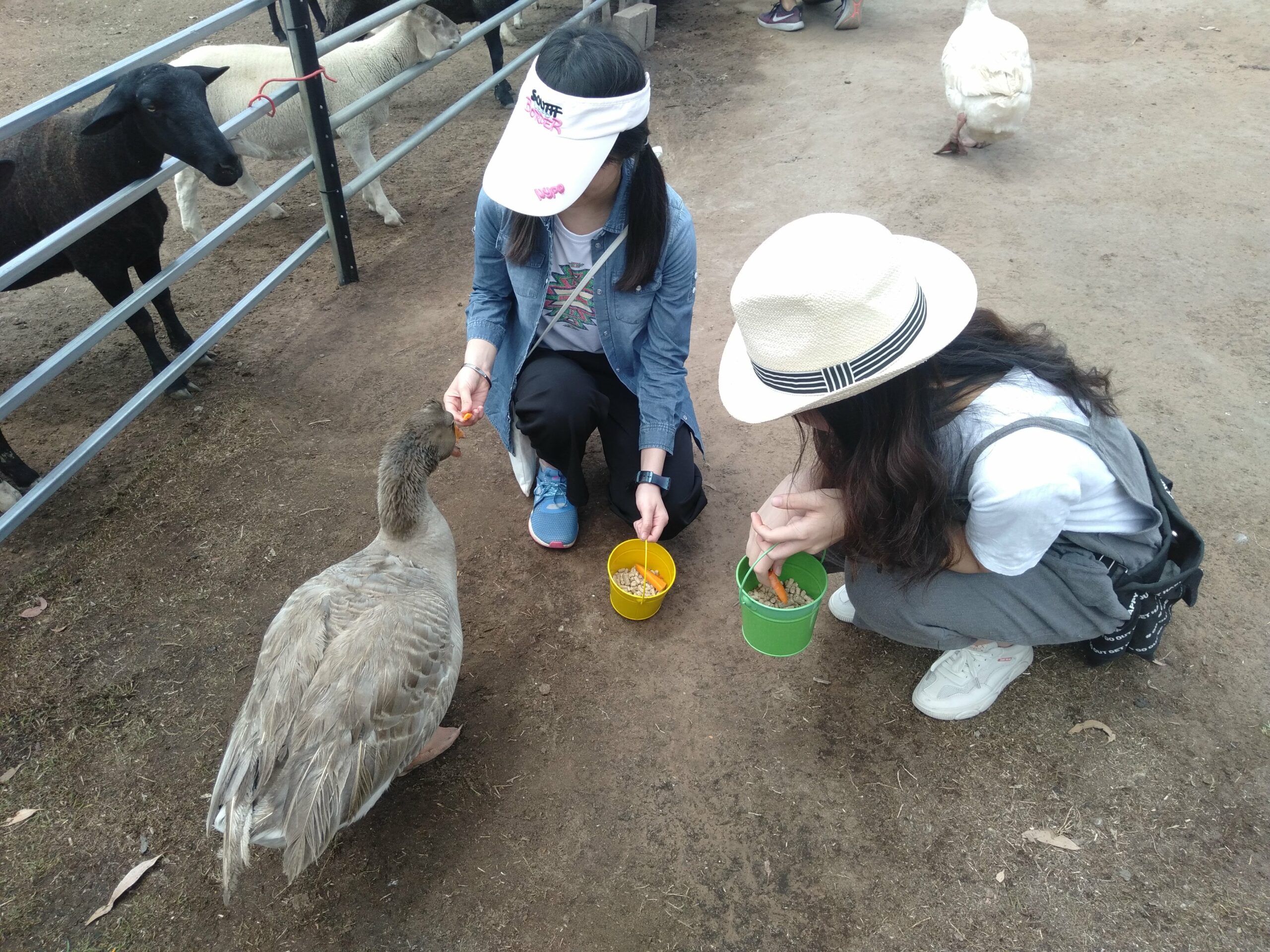 Half Day Alpacas Farm Tour