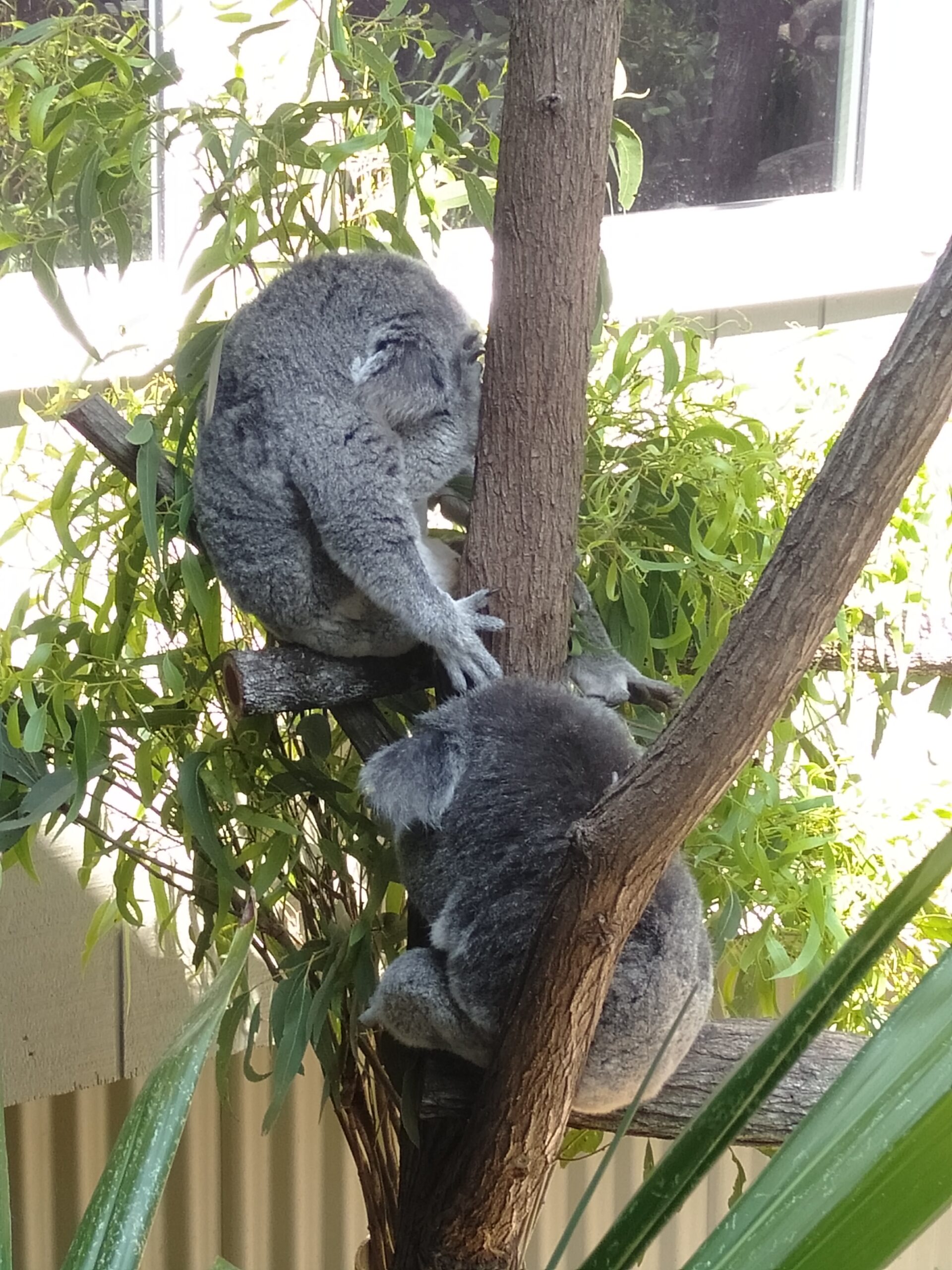 Gold Coast Adventure - Koalas, Pies & Paradise