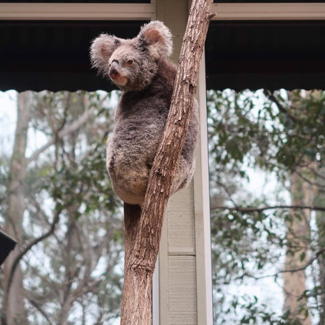 Gold Coast Adventure - Koalas, Pies & Paradise