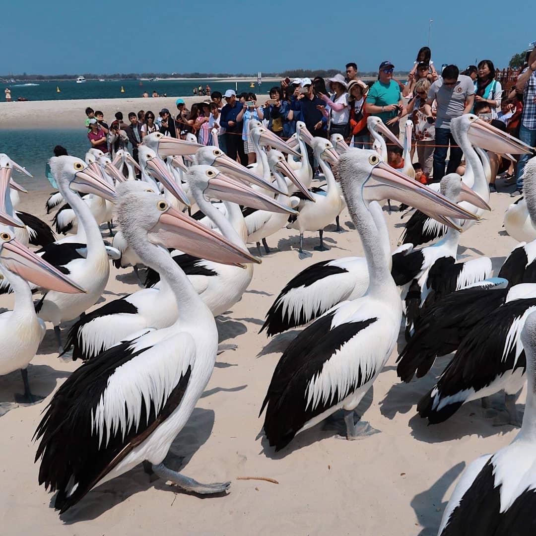 Gold Coast Adventure - Koalas, Pies & Paradise